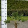 Trachycarpus Wagnerianus