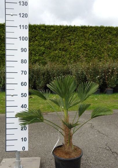 Trachycarpus Wagnerianus