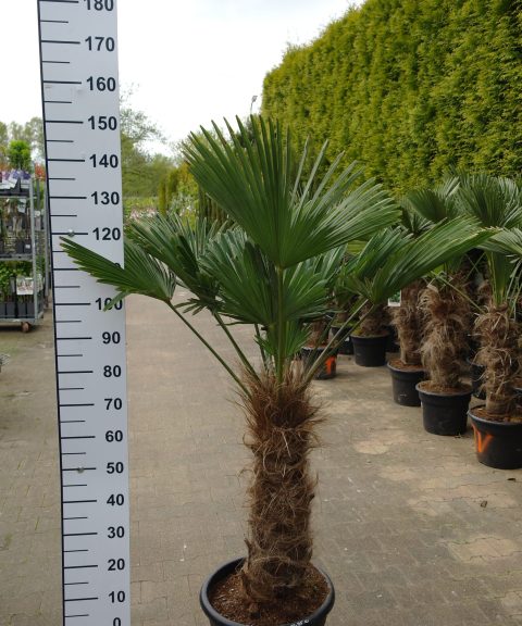 Trachycarpus Wagnerianus stam 70-80 cm