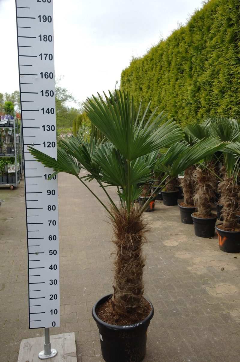 Trachycarpus Wagnerianus