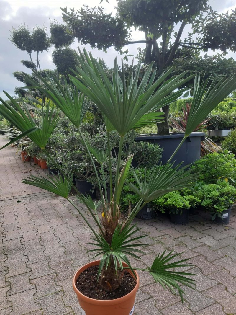 Trachycarpus Wagnerianus