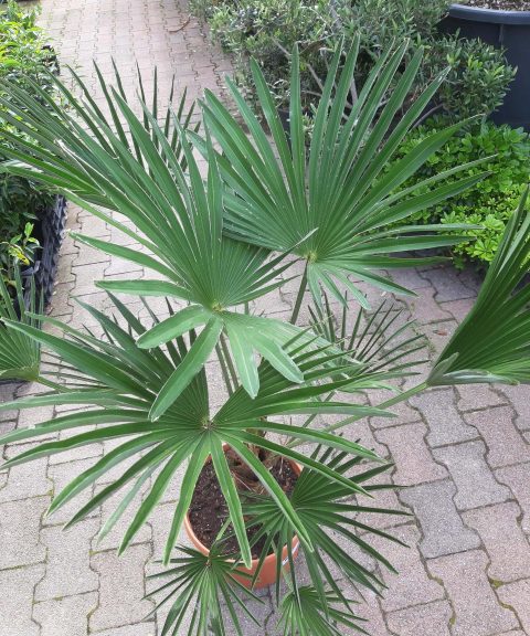 Trachycarpus Wagnerianus