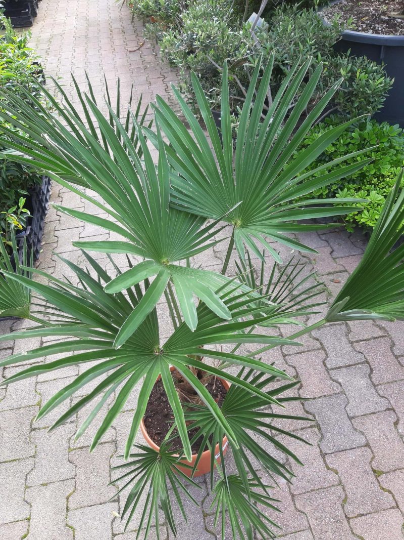 Trachycarpus Wagnerianus - Afbeelding 2