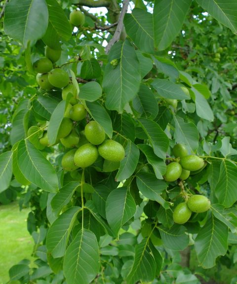 Juglans Regia - walnoot