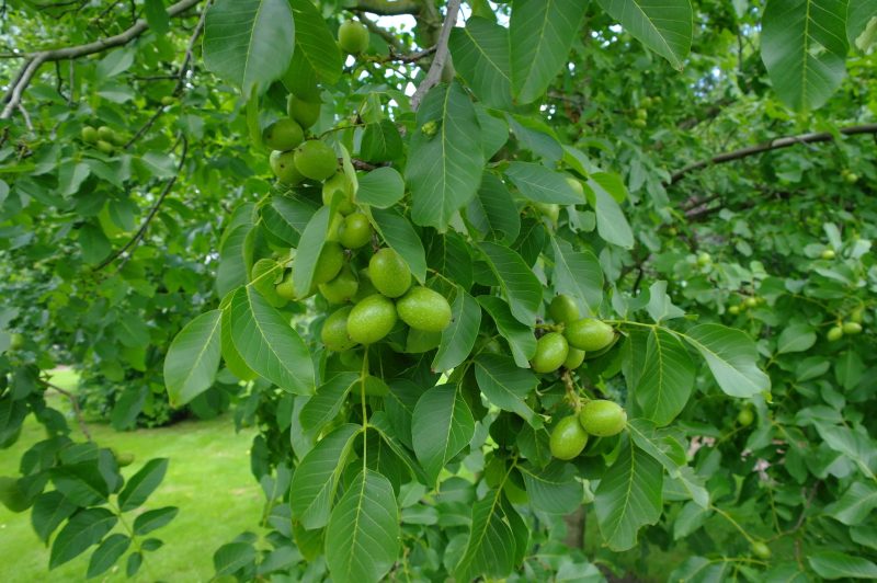 Juglans Regia - walnoot - Afbeelding 2
