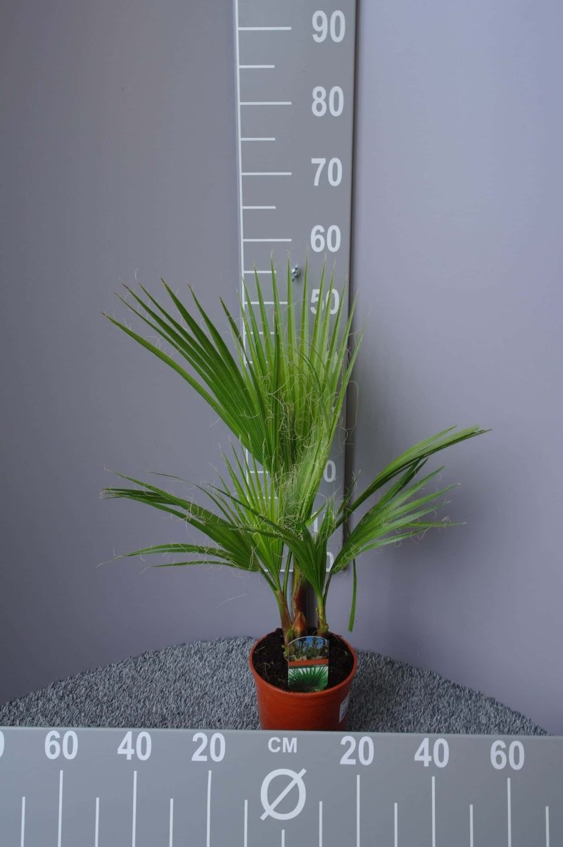 Palmboom Washingtonia Robusta 55-60 cm