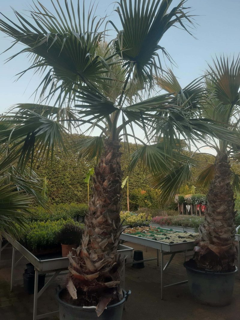 Palmboom Washingtonia Robusta (stam 150 cm) - Afbeelding 2