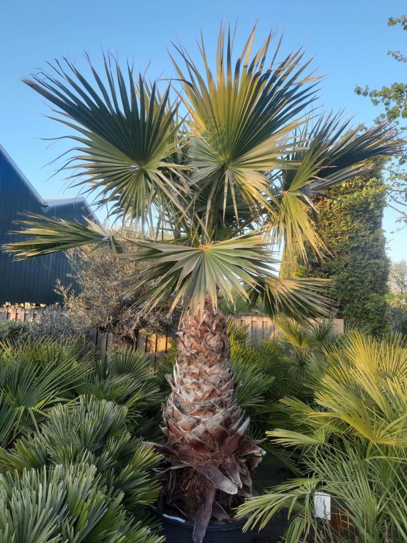 Palmboom Washingtonia Robusta (stam 150 cm)