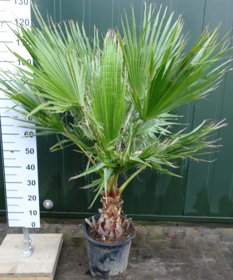 Washingtonia Robusta