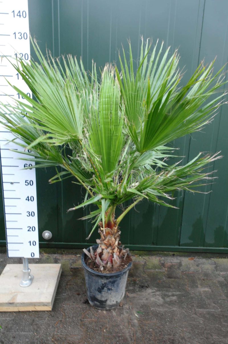 Palmboom Washingtonia Robusta 55-60 cm - Afbeelding 5