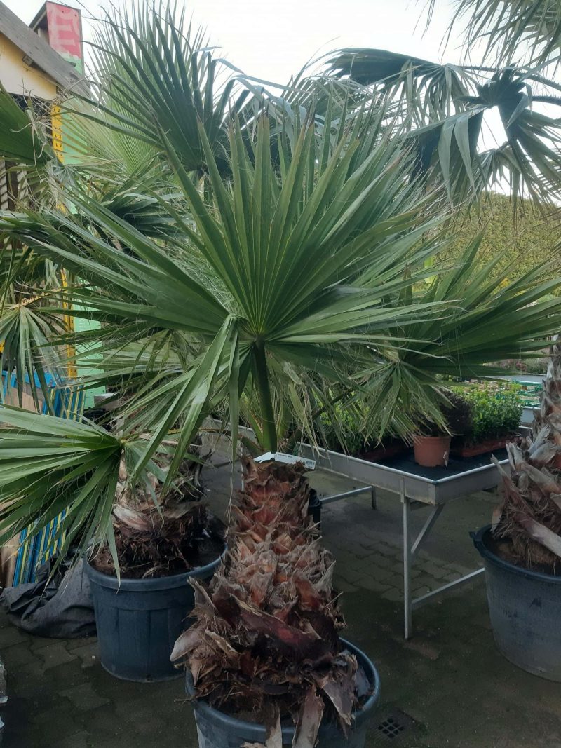 Palmboom Washingtonia Robusta (stam 75 cm)
