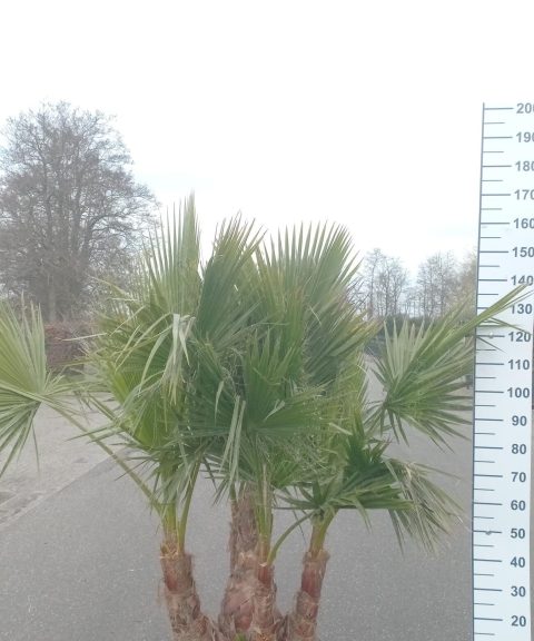 Palmboom Washingtonia Robusta multistam