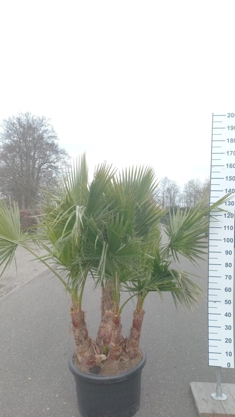 Palmboom Washingtonia Robusta multistam