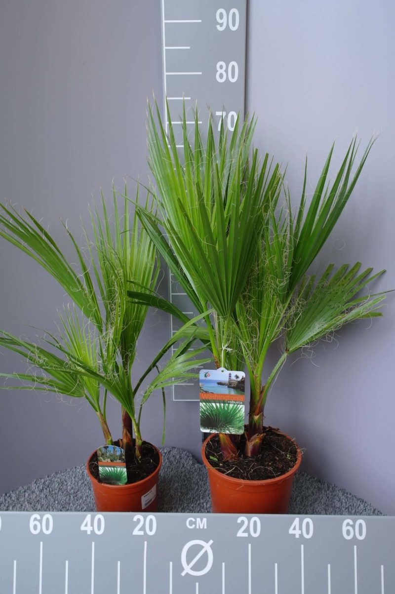 Palmboom Washingtonia Robusta 55-60 cm - Afbeelding 2