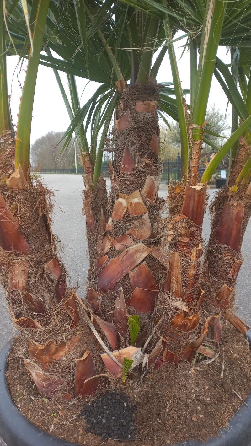 Palmboom Washingtonia Robusta multistam - Afbeelding 2