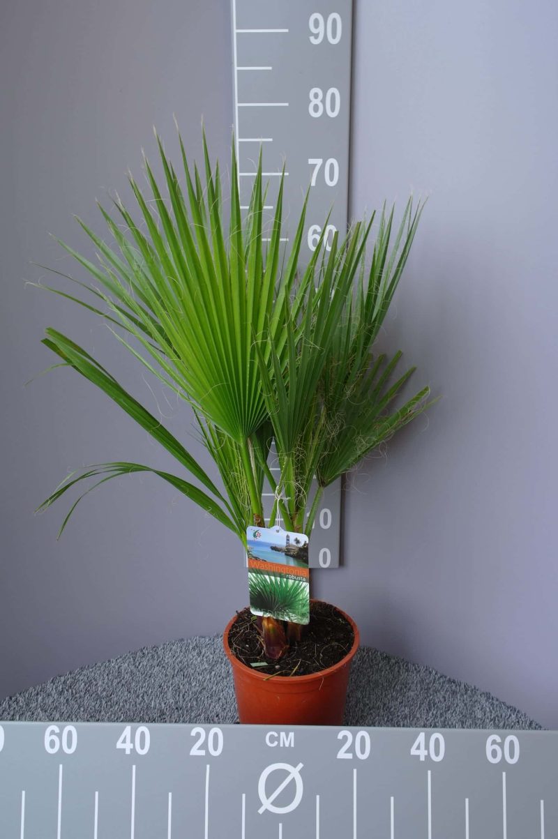 Palmboom Washingtonia Robusta 55-60 cm - Afbeelding 3