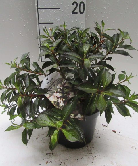 Weigela Florida 'Black and White'