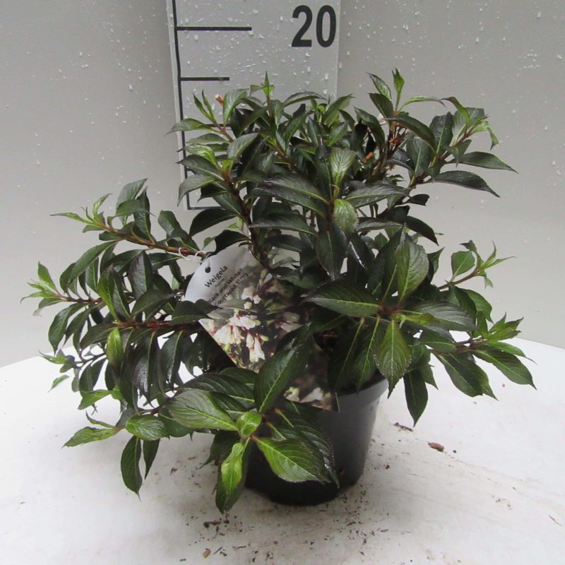Weigela Florida 'Victoria'