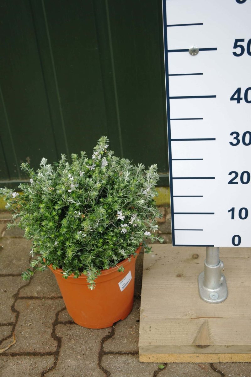 Westringia Fruticosa - Afbeelding 2