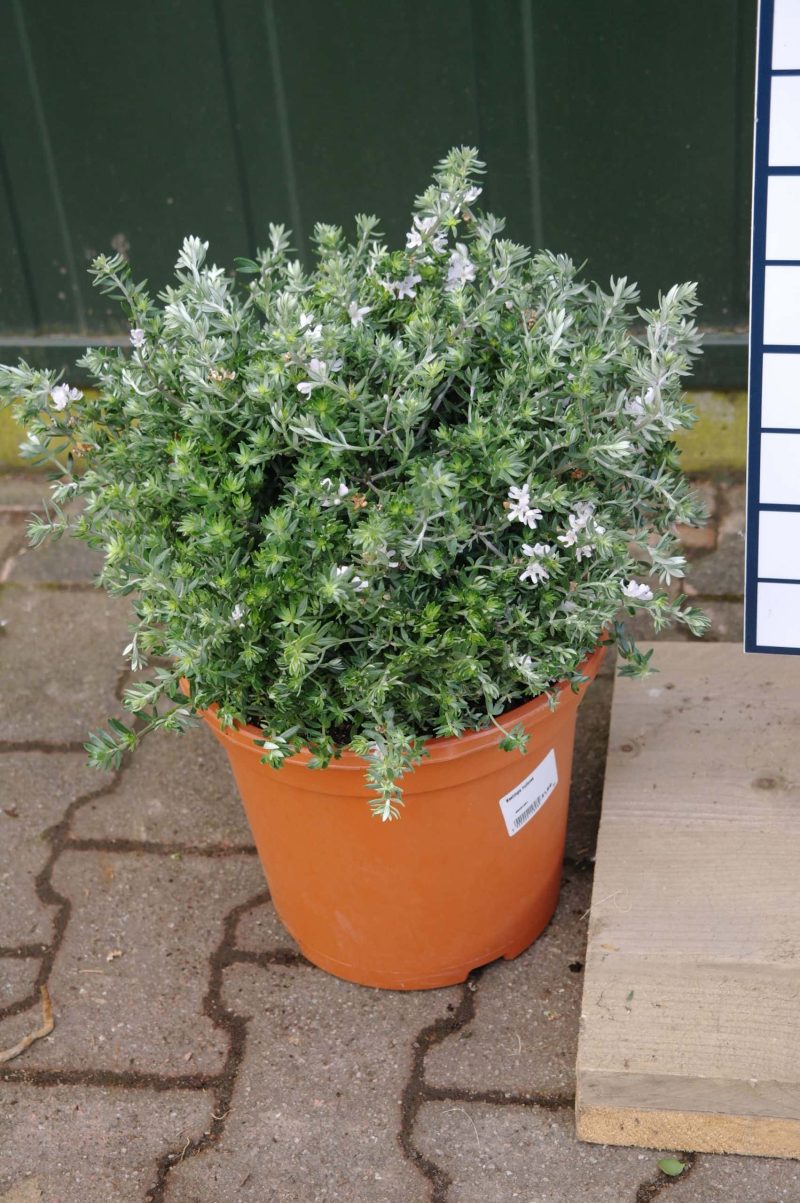 Westringia Fruticosa