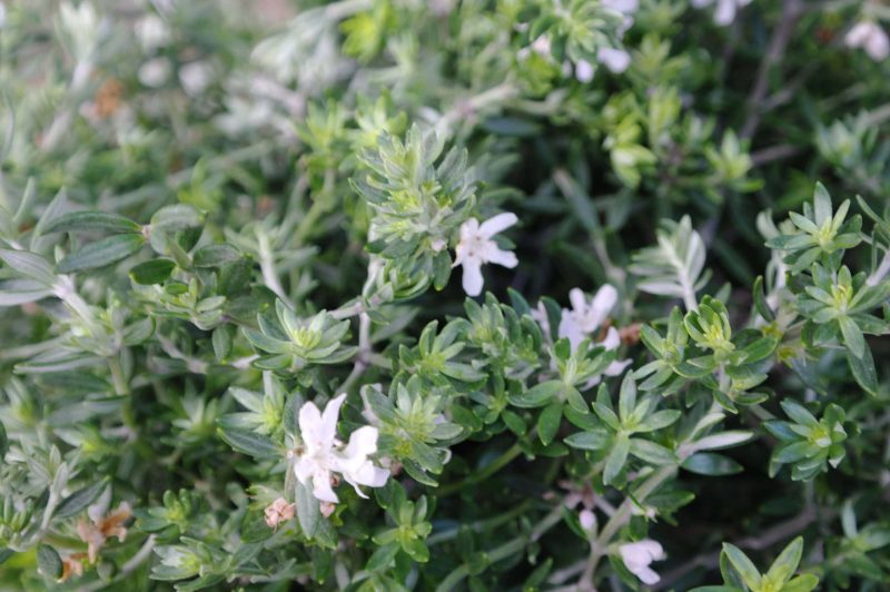 Westringia Fruticosa - Afbeelding 3