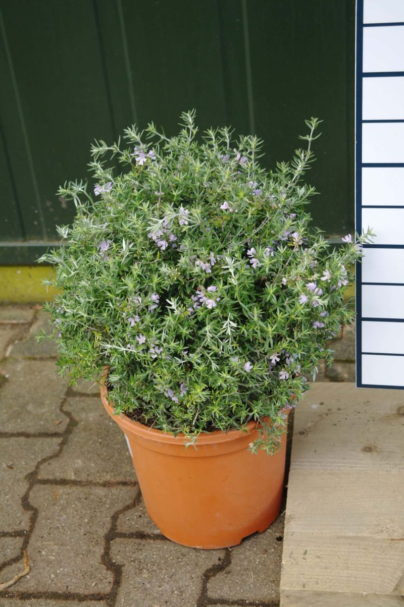 Westringia Longifolia