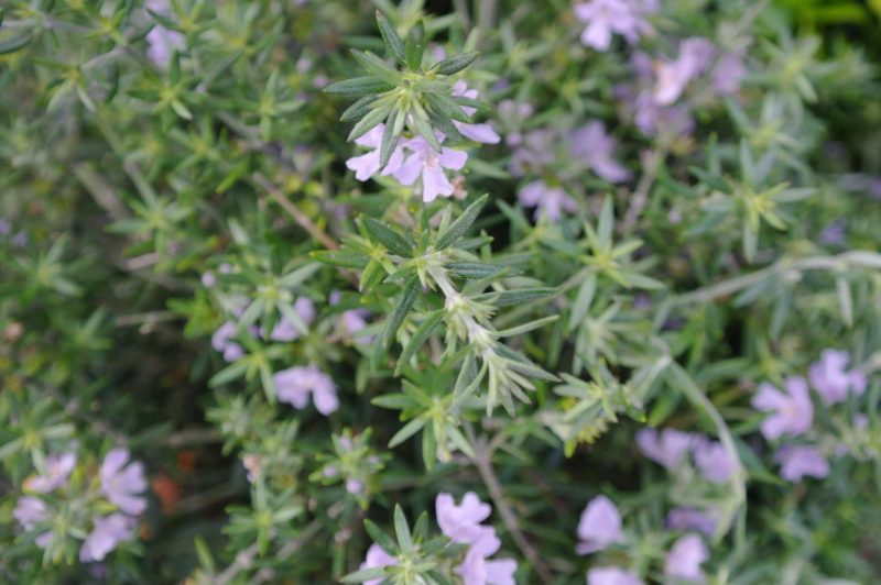 Westringia Longifolia - Afbeelding 3
