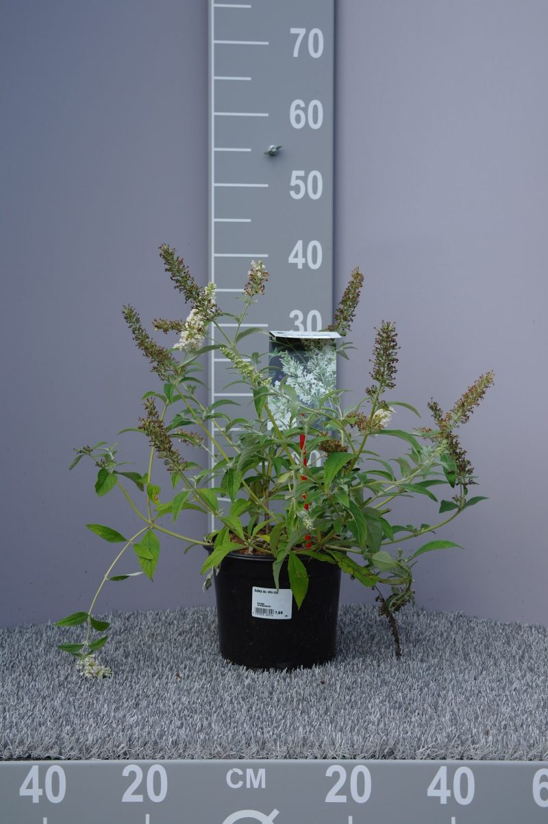 Buddleja davidii 'White Chip'