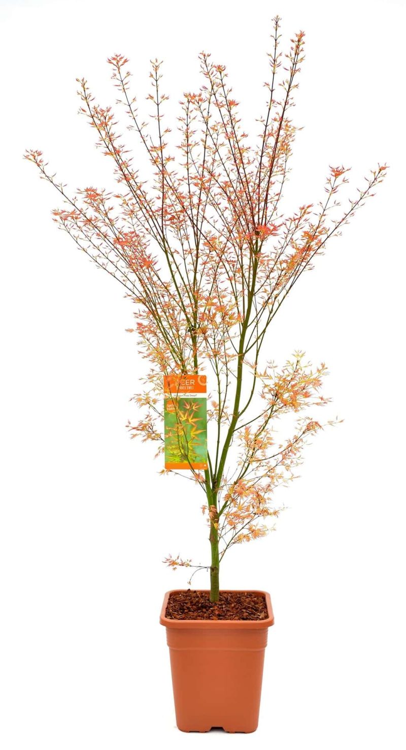 Acer palmatum Wilson's Pink Dwarf 14 liter
