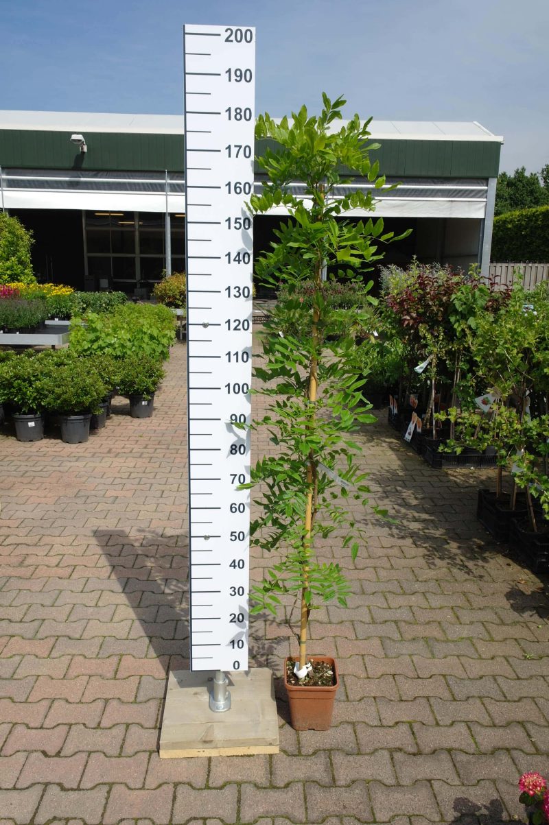 Wisteria Brachybotrys 'Okayama'