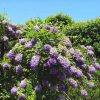 Wisteria 'Longwood Purple'