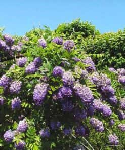 Wisteria 'Longwood Purple'