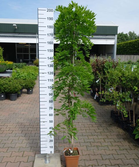 Wisteria Brachybotrys ‘Shiro Kapitan Fuji’