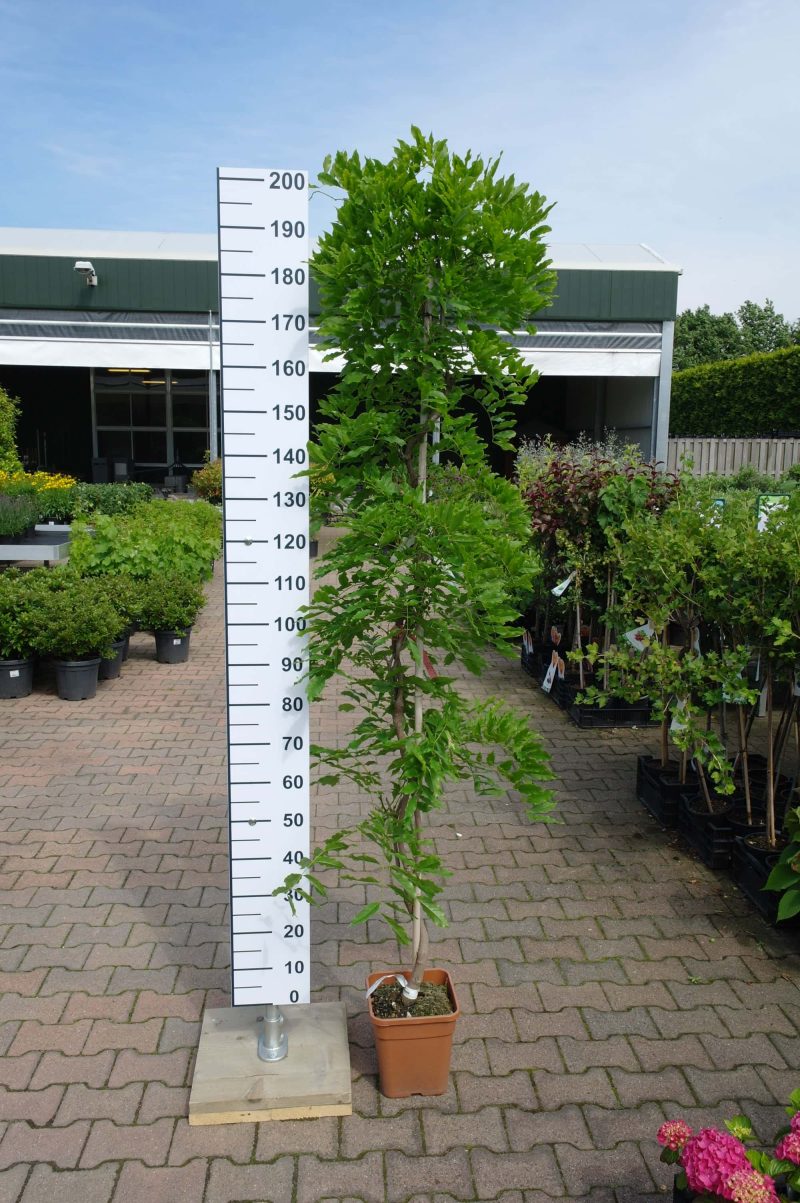 Wisteria sinensis 'Golden King' - Blauwe regen - Afbeelding 2