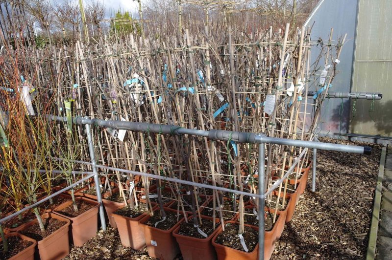 Wisteria 'Blue Fontaine' - Afbeelding 3
