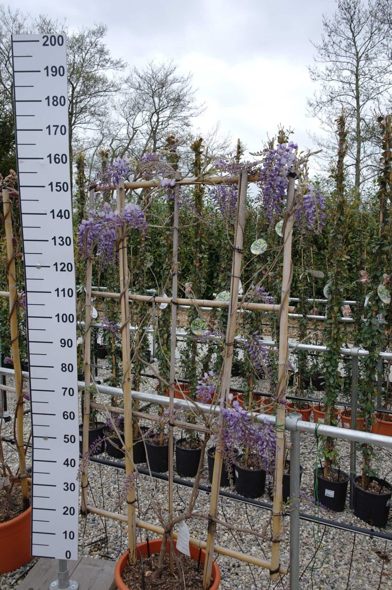 Wisteria Sinensis 'Prolific' op rek