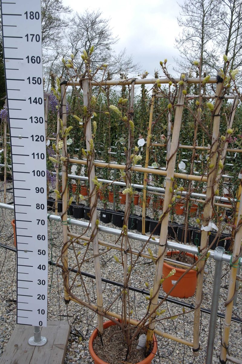 Wisteria Brachybotrys 'Shiro Kapitan Fuji' op rek