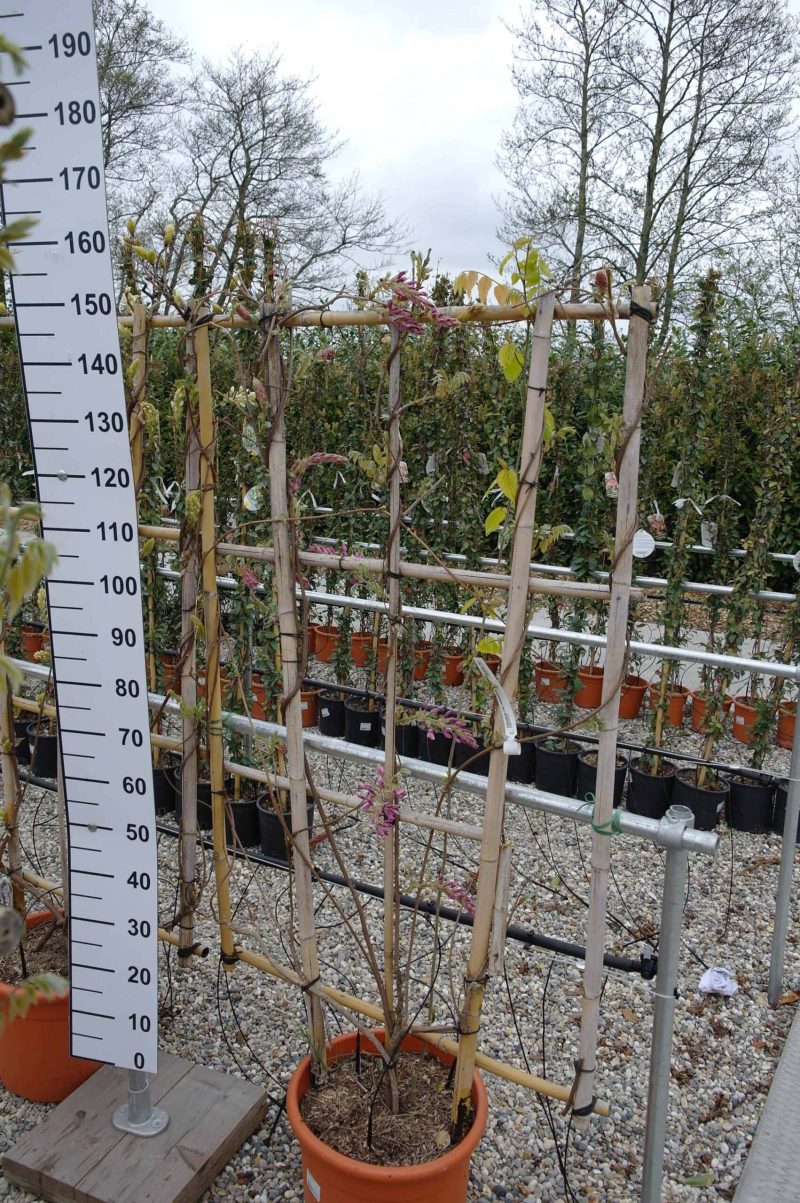 Wisteria Sinensis 'Showa Beni' op rek