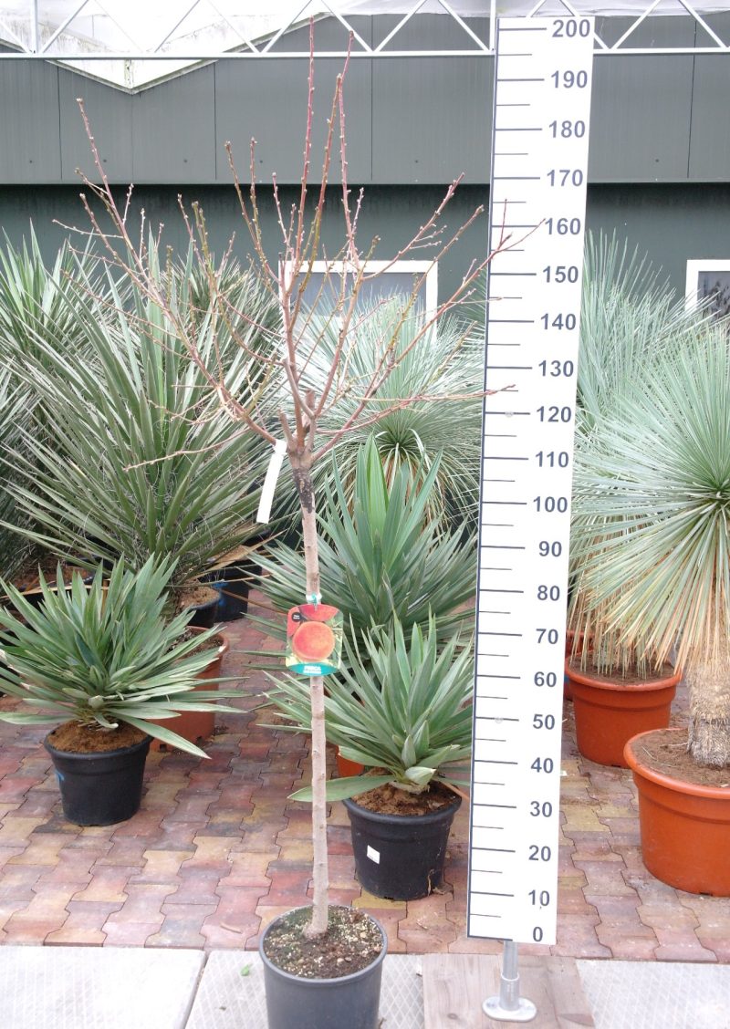 Prunus Persica 'Iris Rosso'- Perzik - Afbeelding 2