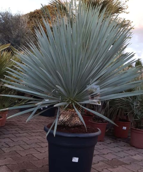 Yucca Rostrata