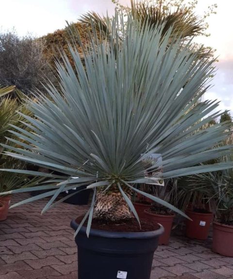 Yucca Rostrata