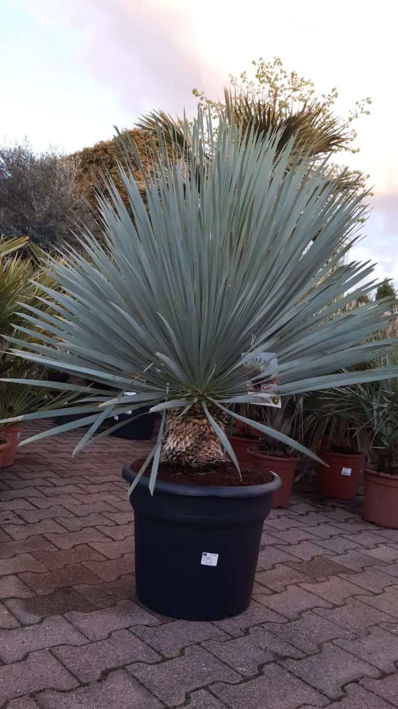 Yucca Rostrata