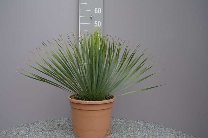 Yucca Rostrata - Afbeelding 2