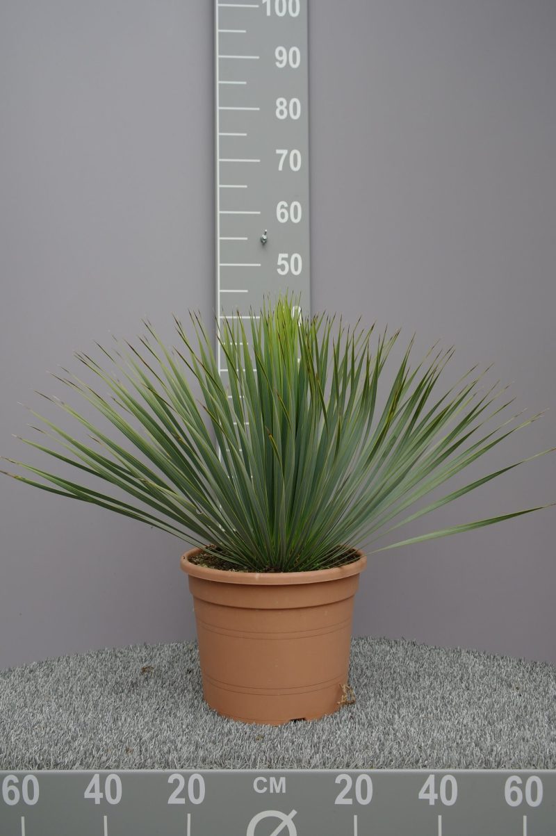 Yucca Rostrata
