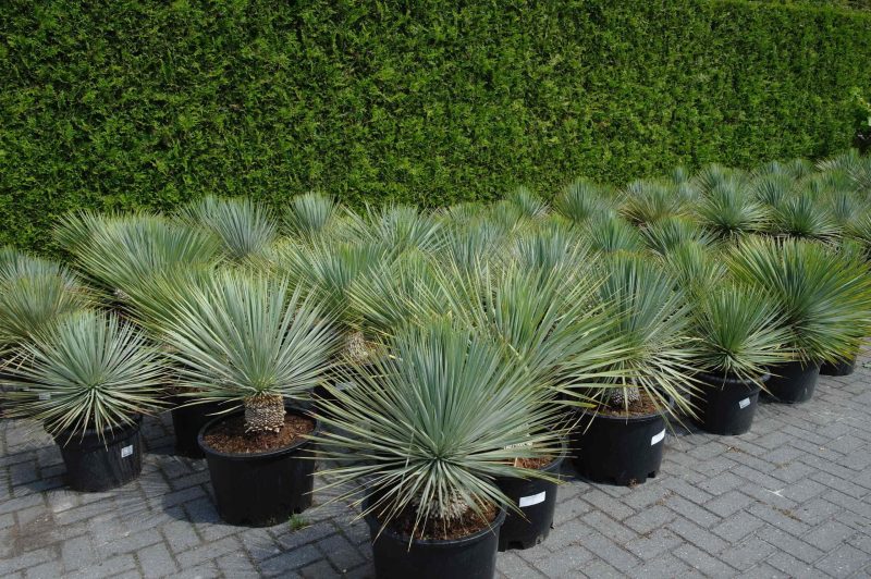 Yucca Rostrata - Afbeelding 3