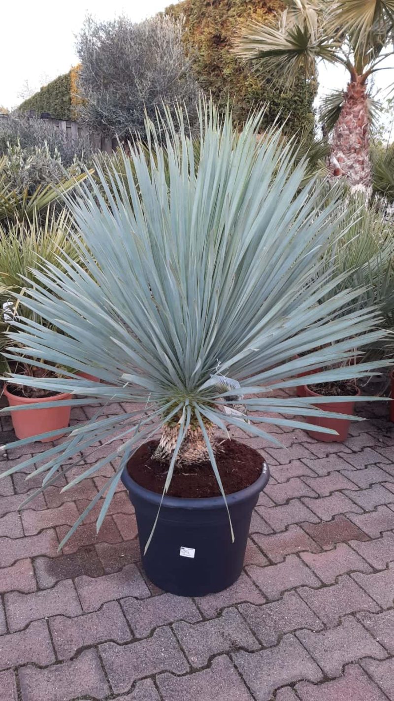Yucca Rostrata - Afbeelding 2