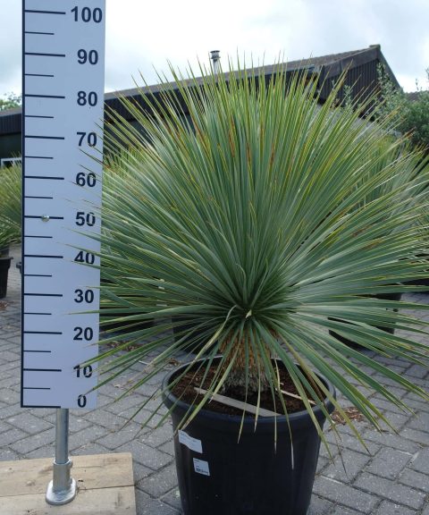 Yucca Rostrata