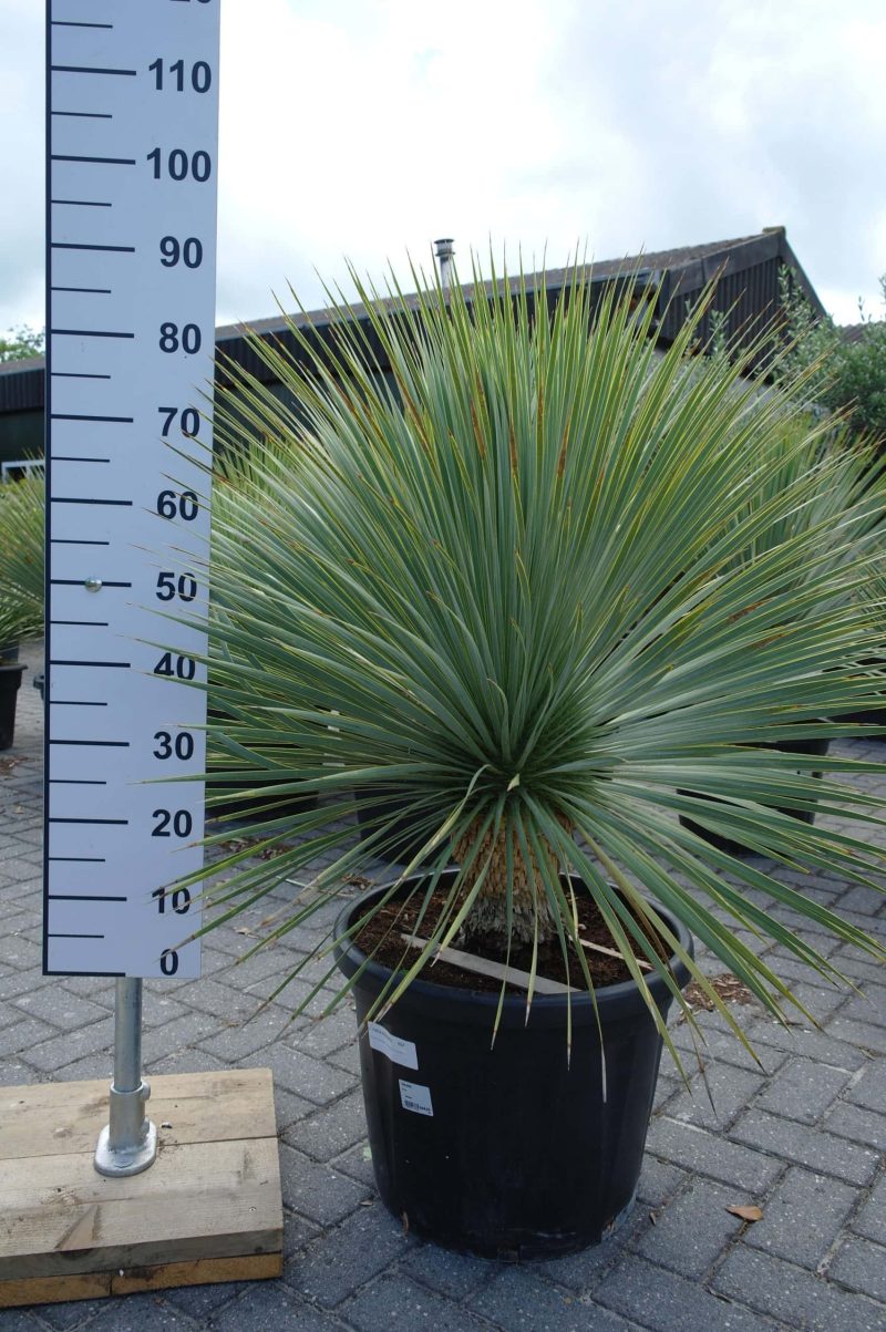 Yucca Rostrata