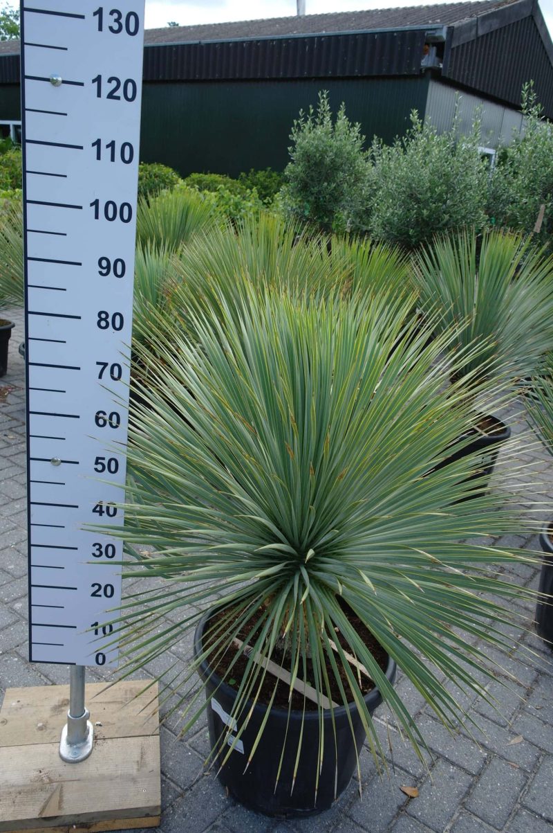 Yucca Rostrata - Afbeelding 2
