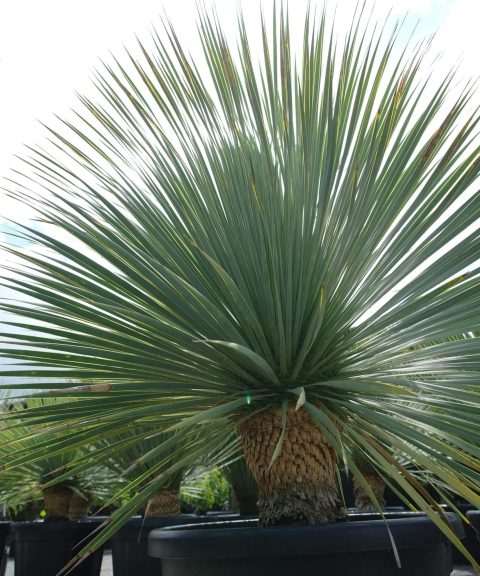 Yucca